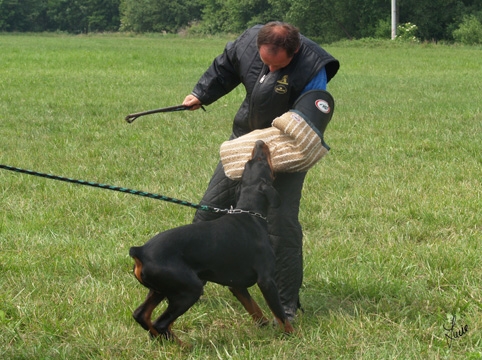 Dogs in training 6/2007